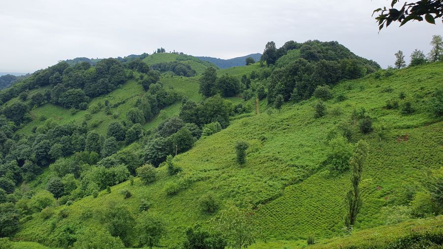 visiter Rasht Lahijan 3 thé