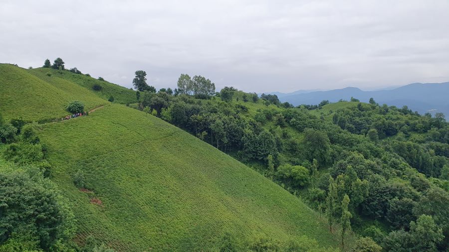 visiter Rasht Lahijan 4 thé