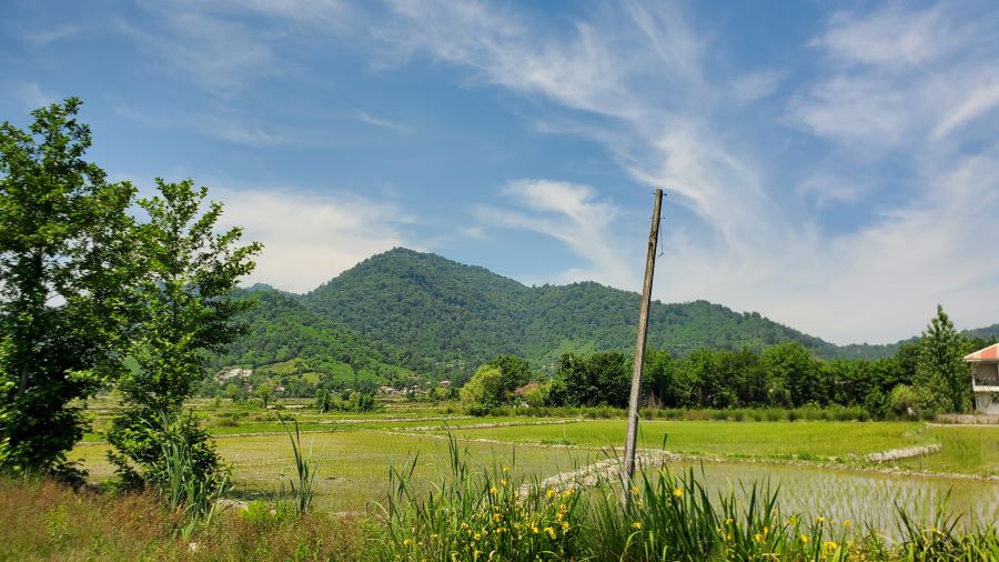 visiter Rasht rizières 2